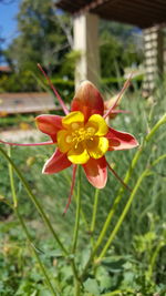 Close-up of day lily blooming outdoors