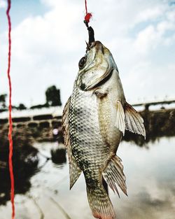 Portrait of woman holding fish