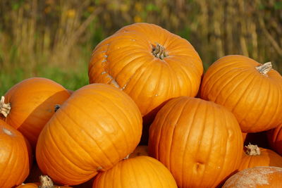 Close-up of pumpkins for sale