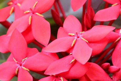 Full frame shot of pink flowering plants