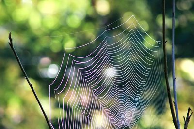 Close-up of spider on web