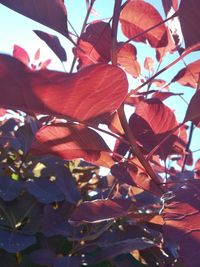 Low angle view of flower tree against sky