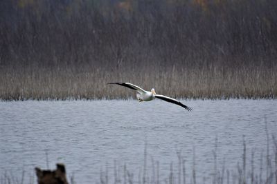 Gray heron flying over water