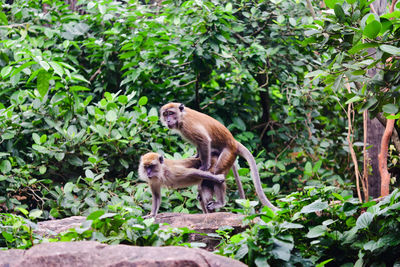 Squirrel standing on tree