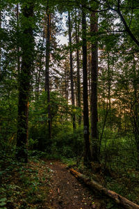 Trees in forest