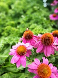 Close-up of insect on purple flowering plant