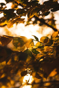 Low angle view of leaves against trees during sunset