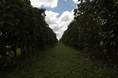 Scenic view of trees on field against sky