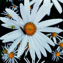 Close-up of flowering plant