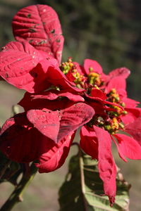 Close-up of pink flowering plant