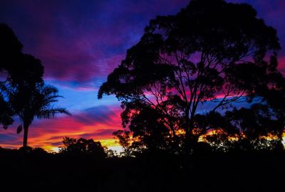 Silhouette of trees at sunset