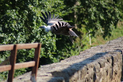 Close-up of eagle flying against trees