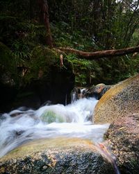 Scenic view of waterfall in forest