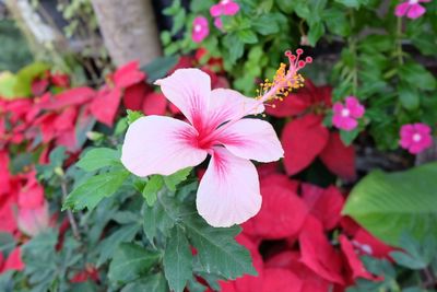 Close-up of pink flowers blooming outdoors