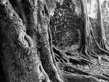 Close-up of tree trunk