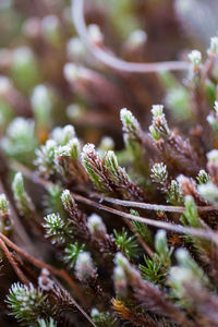 A beautiful closeup of a frosty moss in morning wetlands. swamp flora with ice crystals.