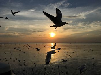 Seagulls flying over sea against sky during sunset