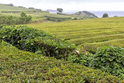 Scenic view of agricultural field against sky