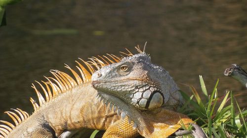 Close-up of iguana