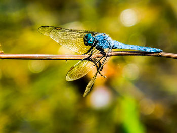 dragonflies and damseflies