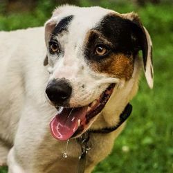 Close-up portrait of dog