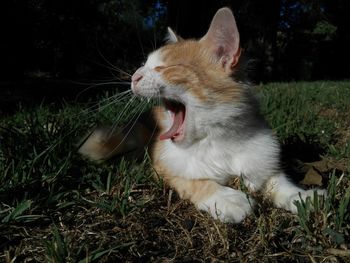 Close-up of cat yawning on grass