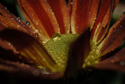 Close-up of raindrops on flower