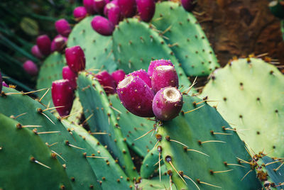 Cowtongue cactus - opuntia engelmannii - growing in botanical garden