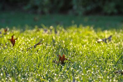 Close-up of leaf in the center of grass  speck by dew drops 