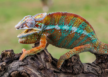 Close-up of lizard on rock