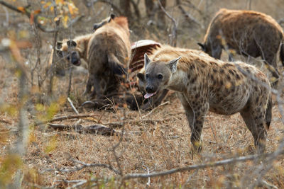 Hyenas eating a carcass in kruger