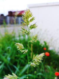 Close-up of flowering plant on field