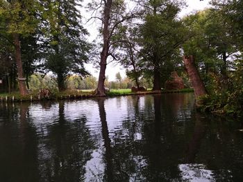 Scenic view of lake in forest