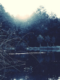 Scenic view of lake in forest against sky