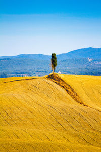 Scenic view of field against clear sky