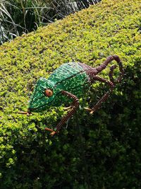 High angle view of lizard on tree