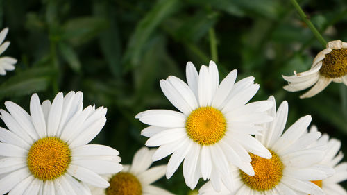 Close-up of white daisy flowers in park