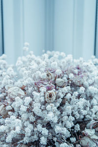 Close-up of cherry blossom