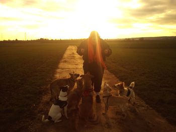 Dog on field against sky during sunset