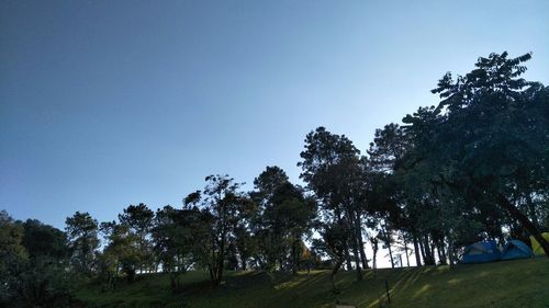 Low angle view of trees on field against clear sky