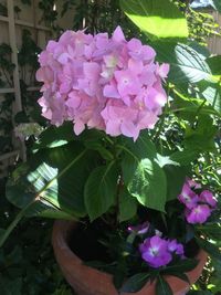 Close-up of flowers blooming outdoors