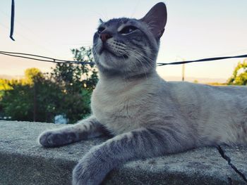 Close-up of cat sitting against sky