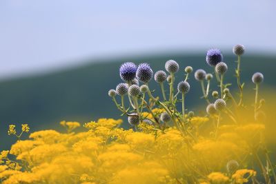 Close-up of yellow flowers growing in field against sky