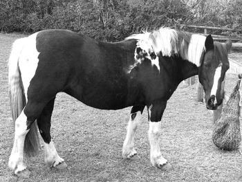 View of two horses standing on field