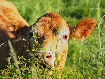 Cow in a field