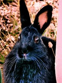 animal themes