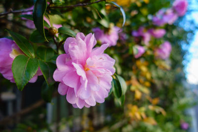 Close-up of flower blooming outdoors