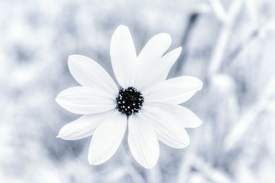 Close-up of white daisy blooming outdoors