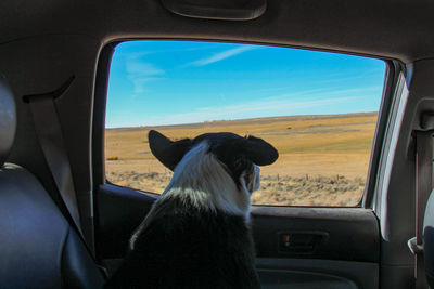 Dog looking through car window