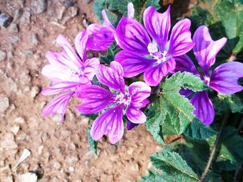 Close-up of purple flowers